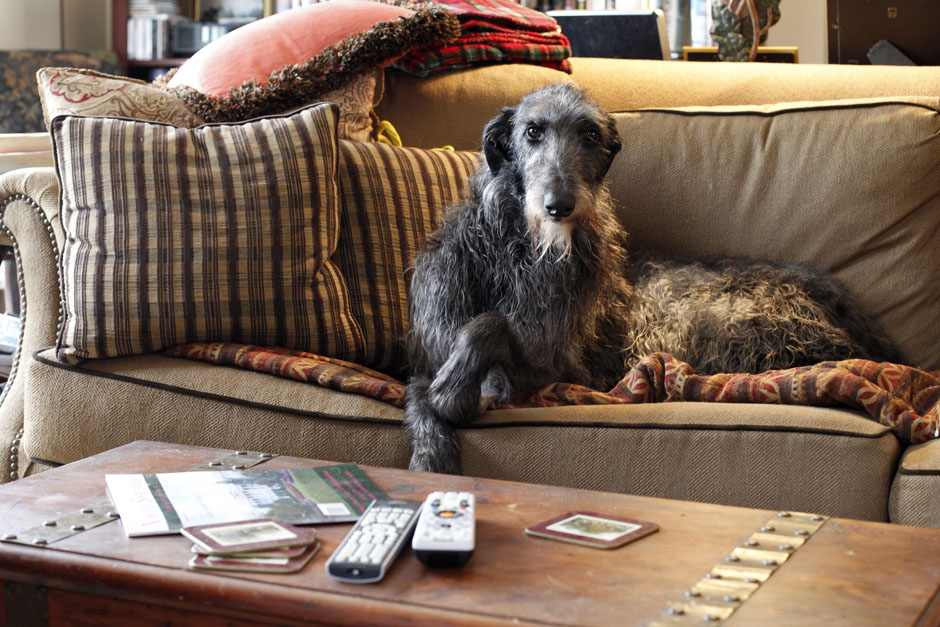Westminster's BestInShow winner Scottish Deerhound Hickory is on a sofa at 